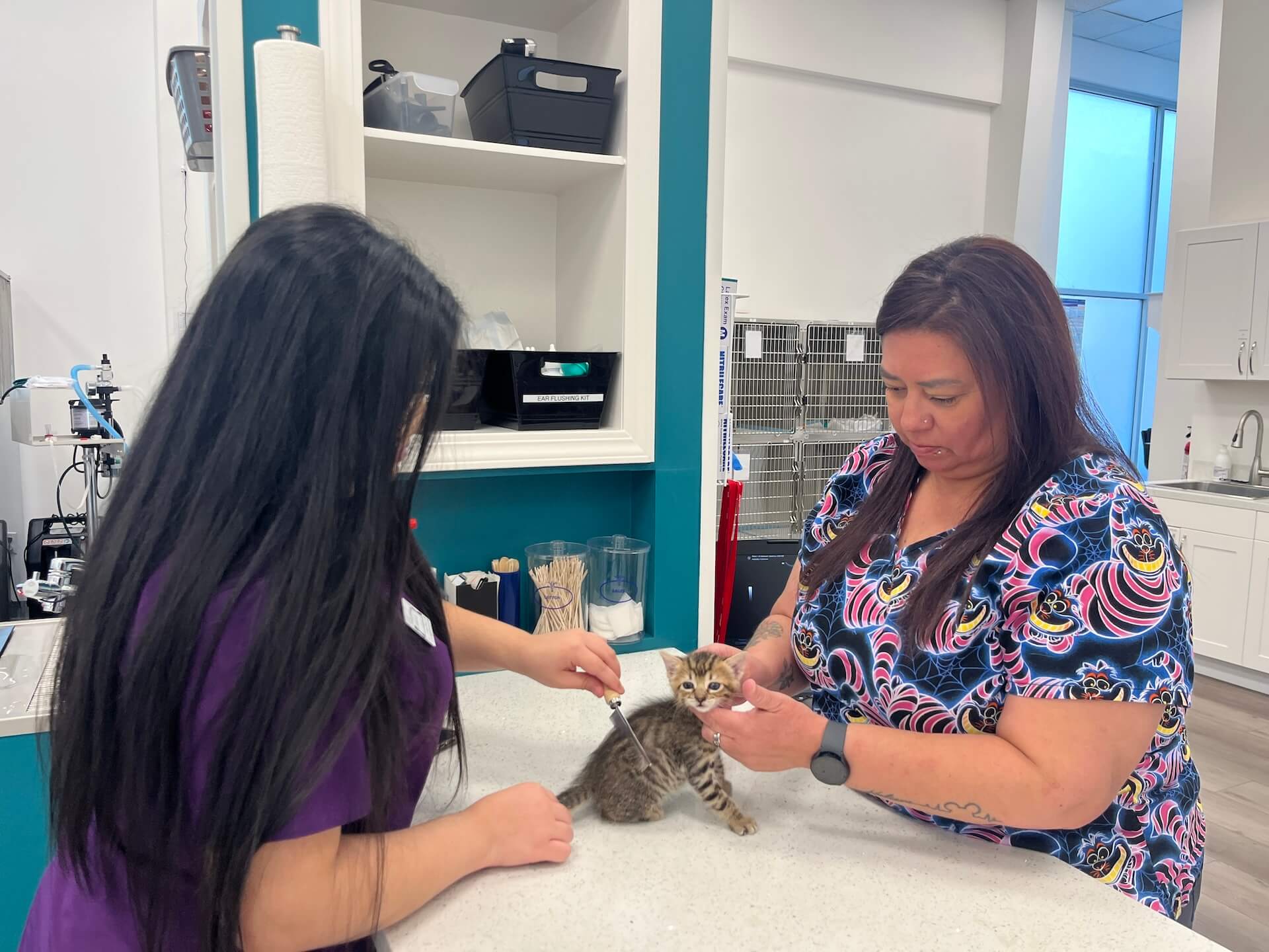 Two staff members working with kitten